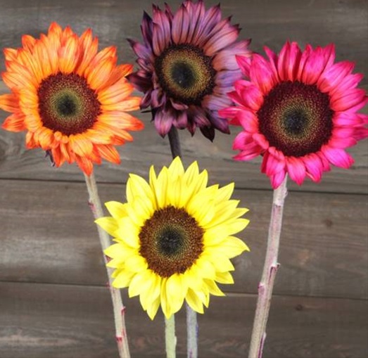 Sunflower Assorted Mix Sunflowers Flowers and Fillers Flowers by